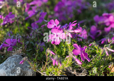 'Moerheimii' Creeping phlox, Mossflox (Phlox subulata) Foto Stock