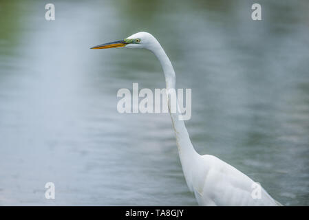 Airone bianco maggiore ritratto con splendidi dettagli - presi in una palude fuori del Minnesota River Foto Stock