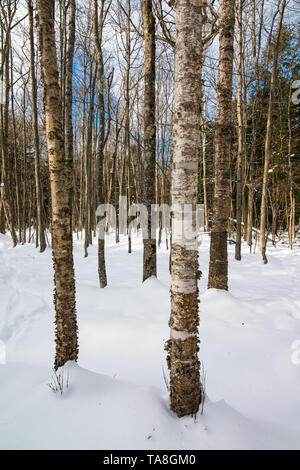 La Betulla albero a foglie decidue foresta nella neve a grande baia del Parco Statale su Madeline Island in Wisconsin settentrionale Foto Stock