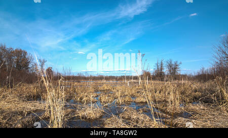 Ampia area umida /prati con ance costeggiato da alberi d'autunno - nel Crex Prati Area faunistica in Wisconsin settentrionale Foto Stock