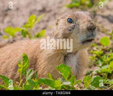 Closeup ritratto di un molto carino, pelliccia, espressive e cane della prateria nel Parco nazionale Badlands Foto Stock