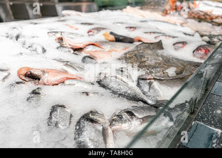 Pesce fresco, seppie e gamberetti per la vendita al mercato del pesce in Francia. Frutti di mare su ghiaccio sul contatore . cibo sano Foto Stock