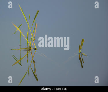 Isolato di acquitrini erbe acquatiche con la riflessione su un tranquillo lago nel Crex Prati Area faunistica in Wisconsin settentrionale Foto Stock