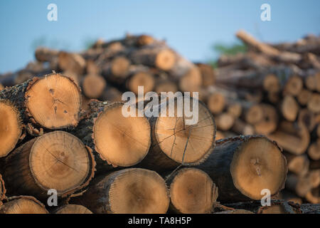 Pile di impilati alberi registrati dal Governatore Knowles Membro della foresta nel Wisconsin settentrionale - DNR ha foreste di lavoro che sono stati raccolti Foto Stock