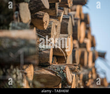 Pile di impilati alberi registrati dal Governatore Knowles Membro della foresta nel Wisconsin settentrionale - DNR ha foreste di lavoro che sono stati raccolti Foto Stock