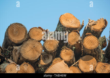 Pile di impilati alberi registrati dal Governatore Knowles Membro della foresta nel Wisconsin settentrionale - DNR ha foreste di lavoro che sono stati raccolti Foto Stock