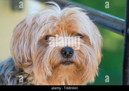 Yorkshire Terrier - Ritratto di razza pura Foto Stock