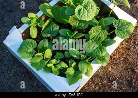 Piantine di cetriolo in un cartone eco-friendly contenitore sono pronti per la semina in una serra. Il lavoro di primavera nel giardino. Foto Stock