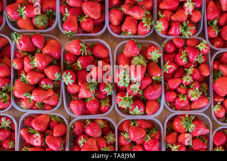 Fragole fresche in scatole di plastica Foto Stock