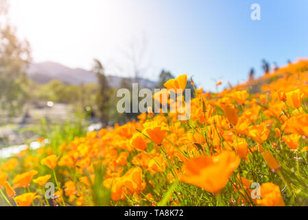 Una California Super Bloom lascia il deserto pendii coperti di colorate vivacemente floweres papavero. La primavera è qui. Foto Stock