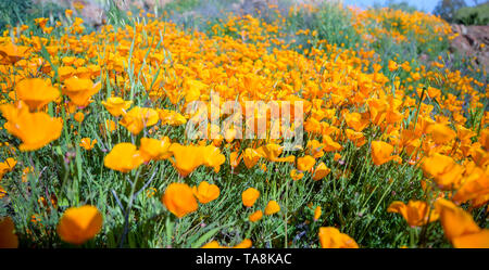 Una California Super Bloom lascia il deserto pendii coperti di colorate vivacemente floweres papavero. La primavera è qui. Foto Stock