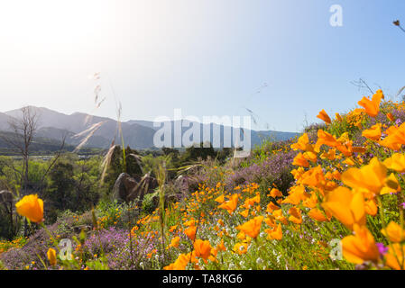 Una California Super Bloom lascia il deserto pendii coperti di colorate vivacemente floweres papavero. La primavera è qui. Foto Stock