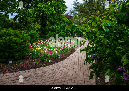 La molla lillã e tulipani in Lombard, Illinois Foto Stock