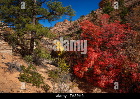 Acero e pioppi neri americani alberi con pietra arenaria in autunno, il Parco Nazionale di Zion, Utah Foto Stock