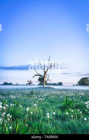 Sunrise in Berkshire, foschia giacenti sui campi, con il bagliore del sole del mattino che brilla attraverso e riflette gli alberi. Presa in maggio a 5:30am Foto Stock