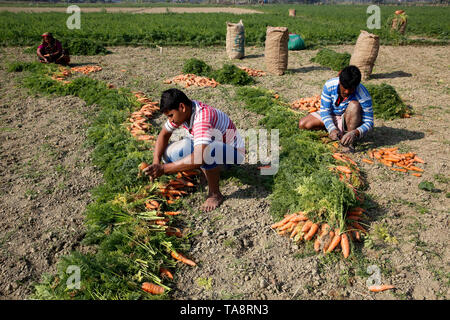 Gli agricoltori estrarre carote dai campi a Singair in Manikganj, Bangladesh Foto Stock