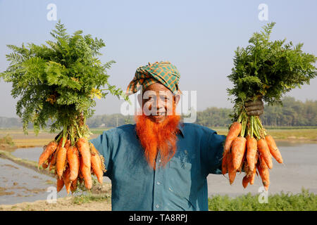 Un agricoltore detiene i grappoli di carote dopo la raccolta da un campo a Singair in Manikganj. Bangladesh Foto Stock