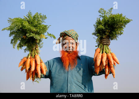 Un agricoltore detiene i grappoli di carote dopo la raccolta da un campo a Singair in Manikganj. Bangladesh Foto Stock