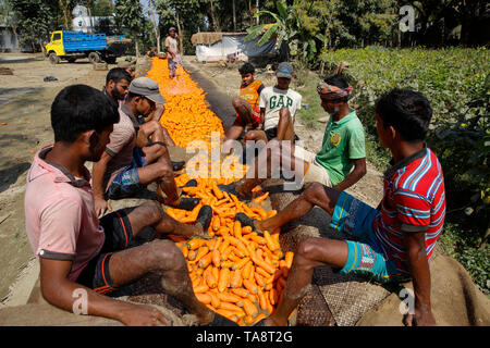 Dei lavoratori che utilizzano i loro piedi per sfregare il suolo da le carote prima di inviarli ai mercati. Manikganj, Bangladesh. Foto Stock