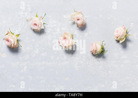 Bellissime rose spray, fiori di colore rosa che giace orizzontale su un variegato bianco lo sfondo grigio, closeup, copyspace Foto Stock