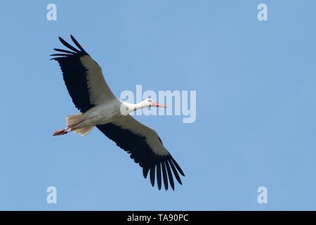 Cicogna bianca (Ciconia ciconia) in volo contro un cielo blu sopra il Knepp station wagon, Sussex, Regno Unito, Marzo. Foto Stock