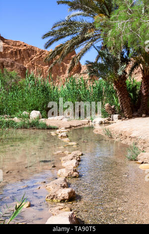 Piccolo fiume con ciottoli disposti in acqua sotto le palme. Il Chebika oasi in montagna di Djebel el Negueb, Toseur, western Tunisia Africa Foto Stock