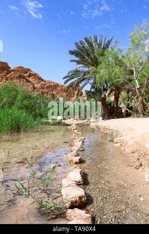 Una natura che stupisce di Chebika oasi di montagna sul confine del Sahara. Il lago con la linea da pietre in acqua sotto le palme. Il Djebel el Negueb, Tose Foto Stock