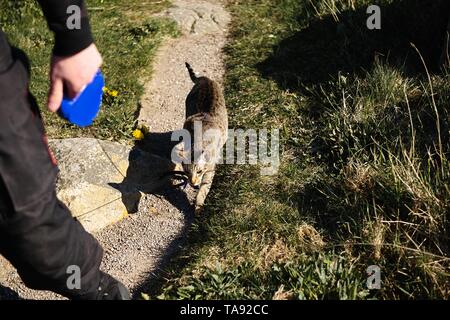 Tabby cat su erba verde con il proprietario. Foto Stock