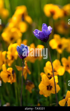 Dicks blu (Dichelostemma capitatum) con violette, Pacheco State Park, California Foto Stock
