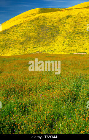 Gamma di Temblor fiori selvatici, San Luis Obispo County, California Foto Stock