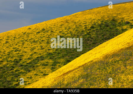 Gamma di Temblor fiori selvatici, San Luis Obispo County, California Foto Stock