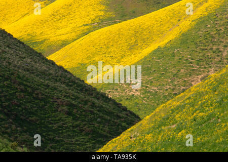 Gamma di Temblor fiori selvatici, San Luis Obispo County, California Foto Stock