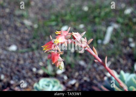 Messa a fuoco selettiva in rare esotiche giallo arancio fiori di Echeveria Glaucous secunda,Glauca, Piante succulente | Dicotiledoni contro sfondo sfocato Foto Stock