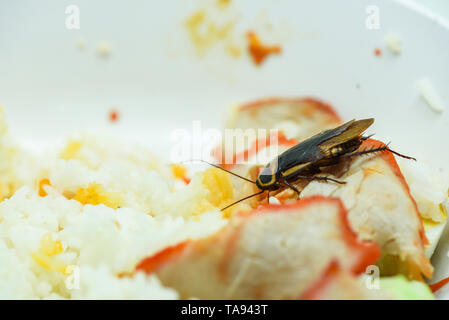 Sporchi alimentari / scarafaggi a mangiare riso cibo vivente nella cucina di casa / close up di scarafaggi sulla ciotola batteri contaminanti alimenti Foto Stock