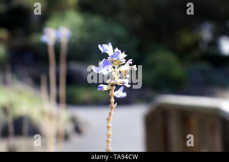 Messa a fuoco selettiva su Wolf's bane, Aconitum, comunemente noto come aconitum, monkshood, Leopard's Bane, mouse osso, donna bane, devil's casco, regina di veleno Foto Stock