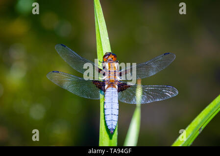 L'imperatore Dragonfly o Anax imperator seduta sulla foglia verde. Foto Stock