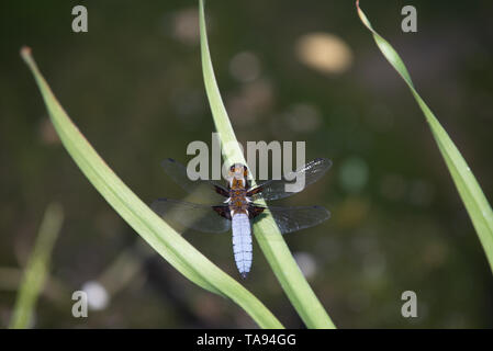 L'imperatore Dragonfly o Anax imperator seduta sulla foglia verde. Foto Stock