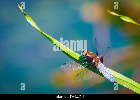 L'imperatore Dragonfly o Anax imperator seduta sulla foglia verde. Foto Stock