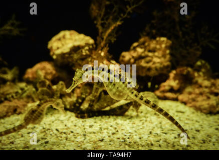 Big-pancia Seahorse / ventre giallo sea horse nuoto subacqueo - oceano bellissimo cavalluccio marino cute animale del mare Foto Stock