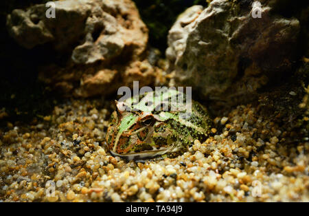 Verde rana cornuta close up / Il chachoan rana cornuta nascondi sulle rocce ghiaia nella cavità - Argentina rana cornuta Foto Stock