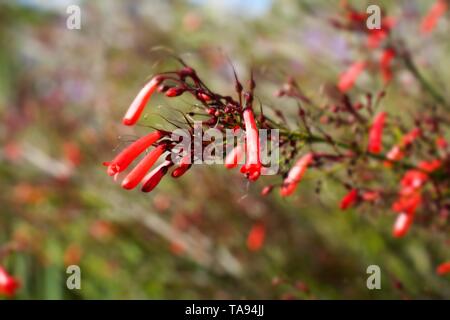 Messa a fuoco selettiva su Russelia equisetiformis, comunemente noto come fontana bush, petardo stabilimento, impianto di corallo, fontana di corallo, coral prua e piano di fontana Foto Stock