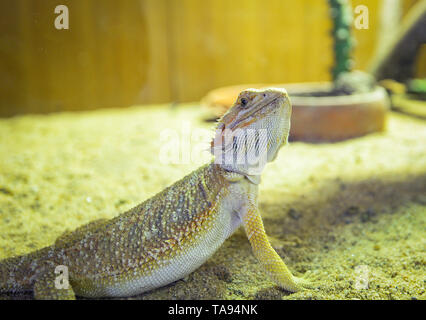 Draghi barbuti giacente sul terreno (Pogona Vitticeps ) - australian lizard specie di lucertola del deserto Foto Stock