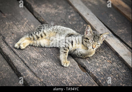 Tabby cat sul pavimento in legno / la cute cat nero e wrown giacente - asia thai animale gatto campagna di pet Foto Stock
