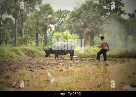 Coltivatore Aratro campo con buffalo / Thai agricoltore utilizzando buffalo aratura del campo di riso nella stagione delle piogge agricoltura asia Foto Stock