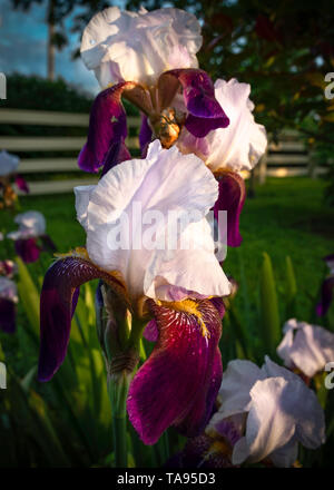 Primo piano di una rosa, porpora e giallo barbuto (iris Iris germanica) illuminato da ora d'oro del sole. Foto Stock