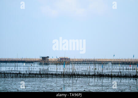Mitilicoltura in mare lungo la foresta di mangrovie Foto Stock