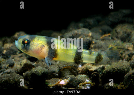 Bumblebee ghiozzo (Brachygobius xanthomelas) Foto Stock