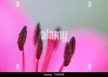Estate sfondo. Giglio colore rosa closeup. Foto luminose. Foto Stock