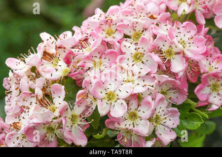 Lurgan Park, Lurgan, nella contea di Armagh, settentrionale, Irlanda. 23 Maggio, 2019. Regno Unito - previsioni del tempo - cieli grigi a causa di illuminare più tardi ma comunque caldo in Lurgan Park. Molla di rosa blossom bella rinfrescata altrimenti un giorno noioso. Credito: David Hunter/Alamy Live News Foto Stock