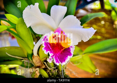 Cattleya orchid che fiorisce in natura Foto Stock